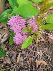 Hylotelephium spectabile