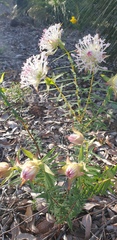 Pimelea spectabilis