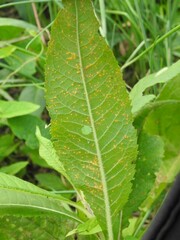 Puccinia vernoniae
