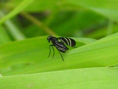 Tritoxa flexa