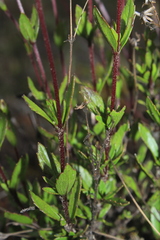 Ageratina gracilis