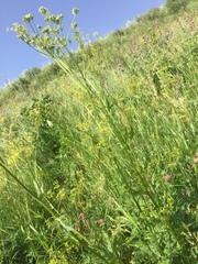 Pastinaca sativa sativa