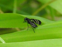 Tritoxa flexa