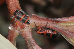 Eurymelops rubrovittata