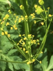 Pastinaca sativa sativa