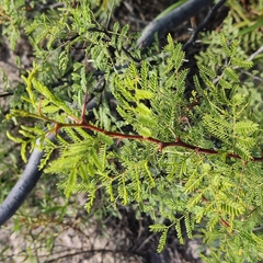 Vachellia vernicosa