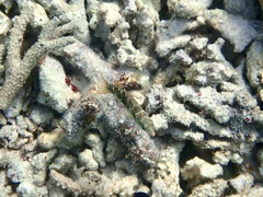 Halichoeres margaritaceus