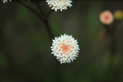 Ageratina gracilis