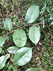 Chrysophyllum oliviforme