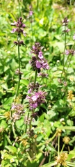 Stachys agraria