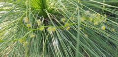 Drosera pallida