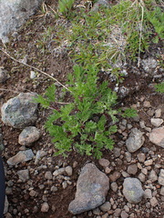 Artemisia norvegica