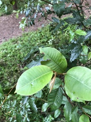 Chrysophyllum oliviforme