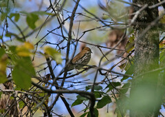 Hylocichla mustelina