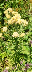 Pseudognaphalium stramineum