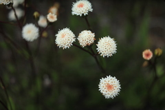 Ageratina gracilis
