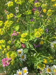 Bupleurum rotundifolium