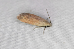Anacampsis fullonella