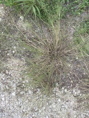 Eragrostis intermedia