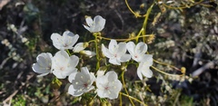 Drosera pallida
