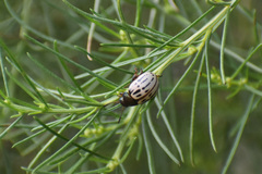 Leptinotarsa lineolata