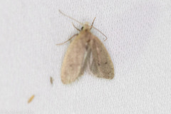 Inga obscuromaculella