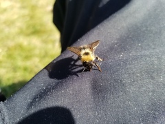 Bombus flavidus flavidus