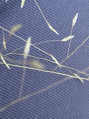 Eragrostis intermedia