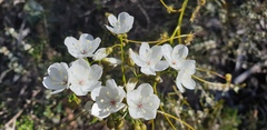 Drosera pallida