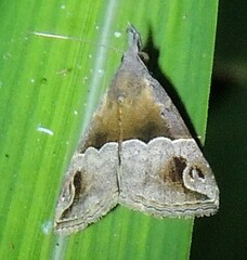 Hypena cidarioides