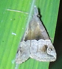 Hypena cidarioides