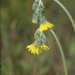 Hieracium avilae - Photo (c) Apipa, some rights reserved (CC BY-NC), uploaded by Apipa