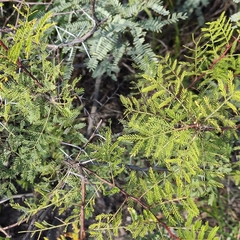 Vachellia vernicosa