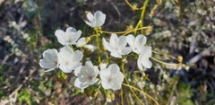 Drosera pallida