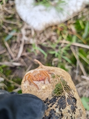 Neosparassus diana