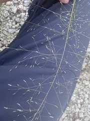 Eragrostis intermedia