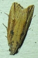 Bactra
