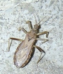 Lisarda rhypara