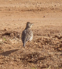 Galerida magnirostris