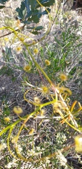 Drosera pallida