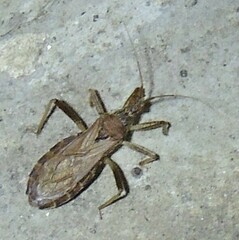 Lisarda rhypara