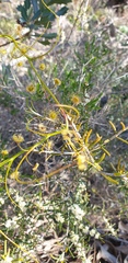 Drosera pallida