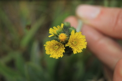 Hieracium avilae