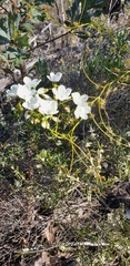 Drosera pallida