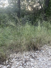 Eragrostis intermedia