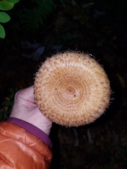 Lactarius torminosus