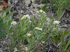 Comandra umbellata pallida