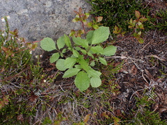 Valeriana sitchensis