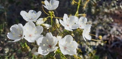 Drosera pallida