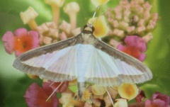 Diaphania